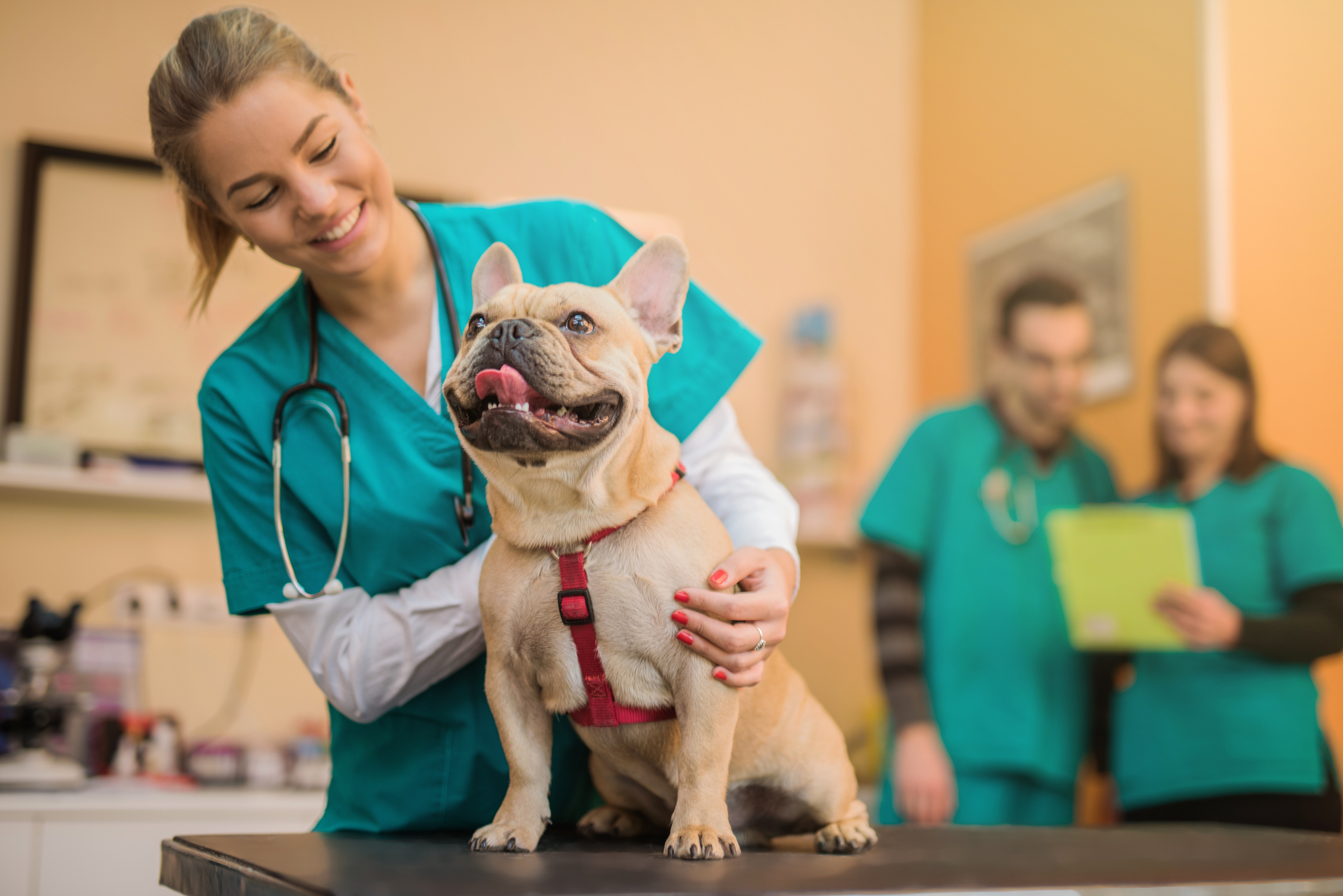 VetmasterOnline